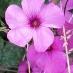 Oxalis articulata Flor