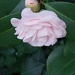 Camellia japonica फूल