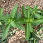 Asclepias purpurascens Leaf