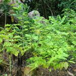 Solanum melongena Blad