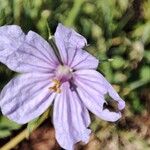 Erodium gruinum Kwiat