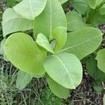 Asclepias purpurascens Leaf