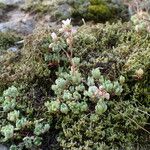 Sedum hirsutum Hábito