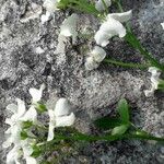 Cardamine trifolia Flower