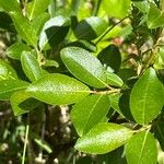 Salix glabra Feuille