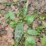 Erythronium helenae叶