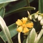 Hibbertia moratii Цветок
