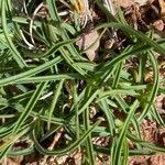 Bupleurum ranunculoides पत्ता