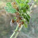 Stachys annua Fruit