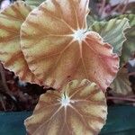 Begonia hydrocotylifolia Ліст