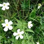 Ranunculus platanifoliusFlor