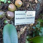 Bulbophyllum macranthum Hoja