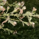 Pseudoconyza viscosa موطن