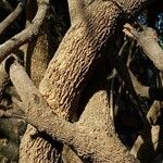 Salvadora persica 树皮