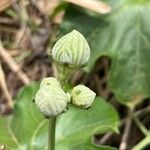 Lagenaria sphaerica Fruit