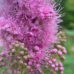 Spiraea salicifolia Blomma