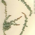 Atriplex glauca Прочее