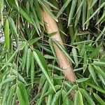 Pseudosasa japonica Кора