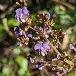 Machaerium lunatum Fleur