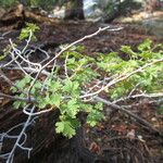 Ribes montigenum Habit
