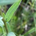 Linum strictum Leaf