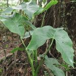 Montrichardia arborescens Leaf