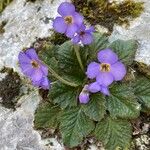 Ramonda serbica Bloem