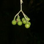 Solanum lepidotum