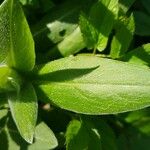 Centaurea graminifolia Leaf