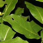 Tournefortia bicolor Hoja