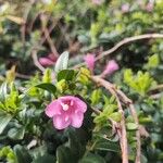 Myrtus communisFlower