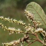 Allophylus africanus Blüte