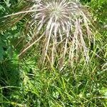 Pulsatilla alpinaFleur