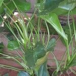 Philodendron burle-marxii Levél