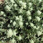 Teucrium polium 整株植物