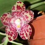 Phalaenopsis gigantea Flor