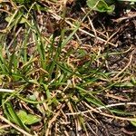 Carex pyrenaica Habitat