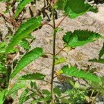 Sanguisorba canadensis Lehti