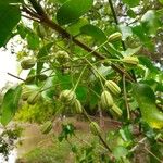 Pisonia aculeata फल