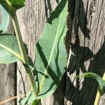 Lactuca serriola Blad