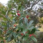 Ilex cassine Fruto