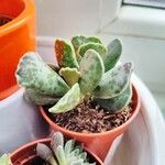 Adromischus cooperi Květ