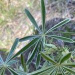 Lupinus argenteus Leaf