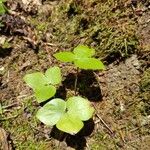 Hepatica americana Leaf