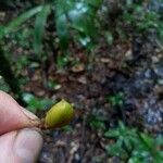 Connarus fasciculatus Fruto