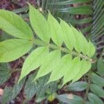 Inga cayennensis Leaf