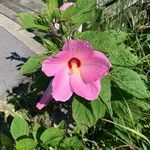 Hibiscus moscheutos Fleur