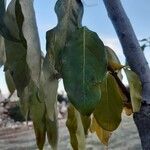 Diospyros virginiana Leaf