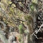 Austrocylindropuntia shaferi Celota