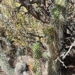 Austrocylindropuntia shaferi Habitat